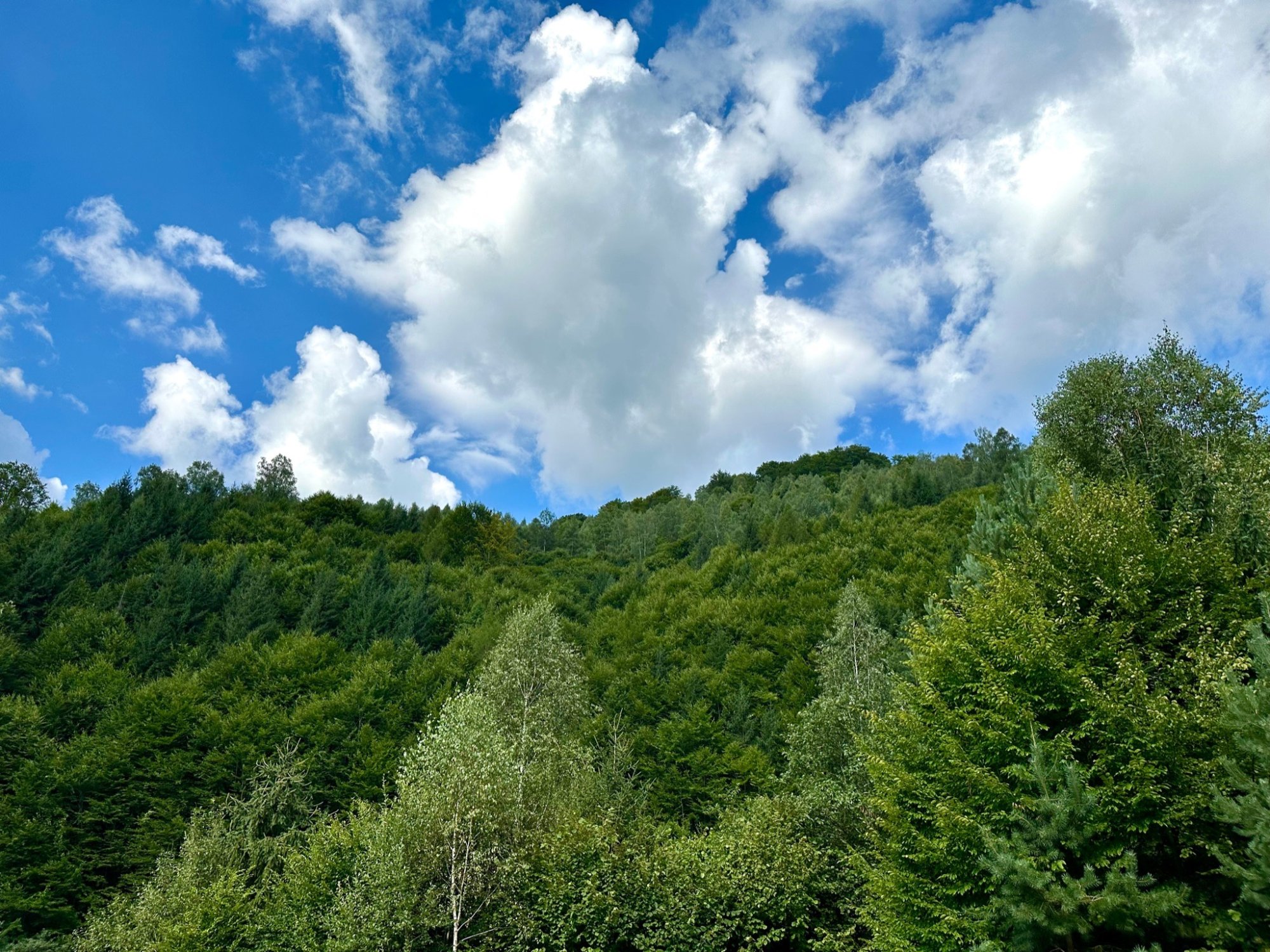 Forests and sky